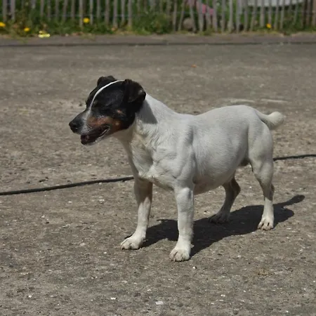 Idylle Auf Dem Reiterhof Bei Husum *