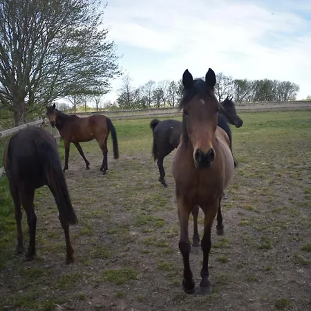 Apartment Idylle Auf Dem Reiterhof Bei Husum Witzwort