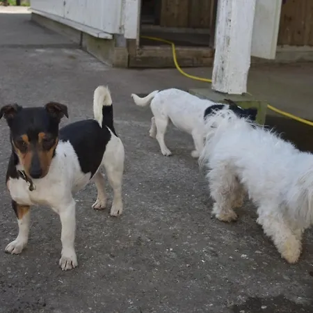 Idylle Auf Dem Reiterhof Bei Husum
